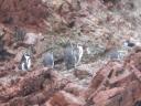 pinguins