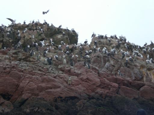 miljoenen vogels