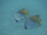 Snorkelen bij de bungalow