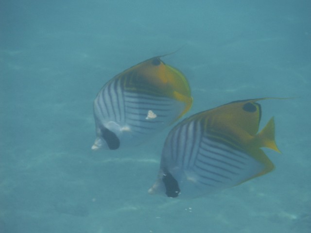 Snorkelen bij de bungalow