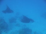Zwemmen met Manta rays