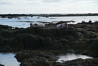 Zeehonden gespot op de Ytri Tunga beach