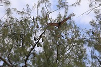 flying foxes flying