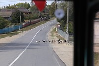 kalkoenen op de weg