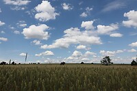 duits graanlandschap