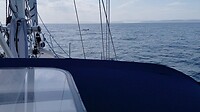 walvis