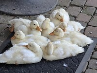 2143