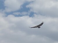 7783