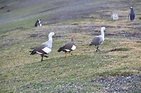 Isla Martillo 05