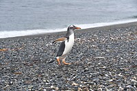 Isla Martillo 09