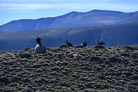 Torres del Paine 03