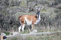 Torres del Paine 08