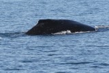 Humpback