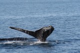 Tail fluke