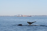 Human impact & whales