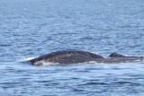 Lunge feeding