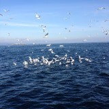 Part of the bait ball