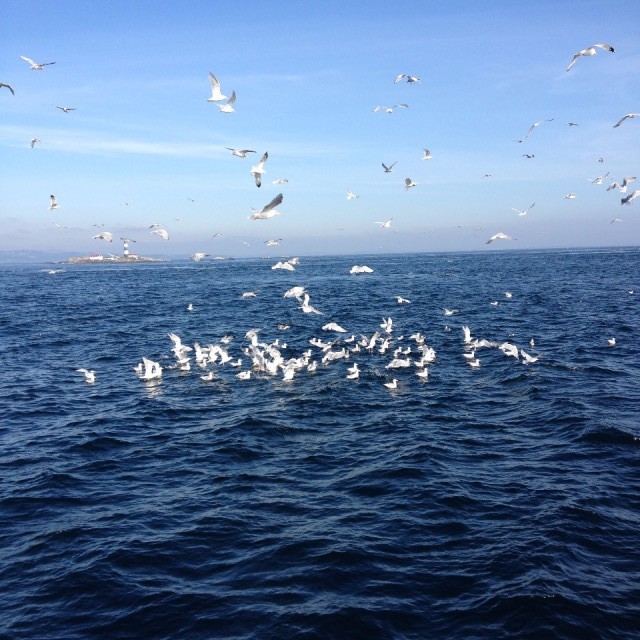 Part of the bait ball