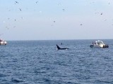 Killer whale :) (phone picture...)