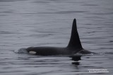 Big male ocra :)