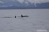 Encountering creatures