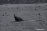 Humpback whale feeding