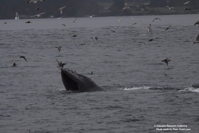 Humpback whale feeding