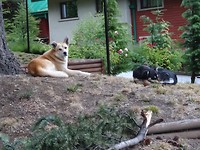 De waakhonden van "den hilton"