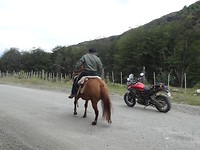 Wat een raar paard, denkt het paard.