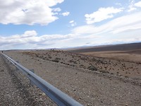 Guanacos in de verte