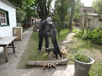 Met de honden spelen!