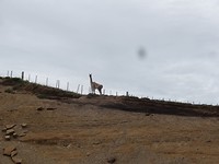 De guanaco de koning van de Pampas