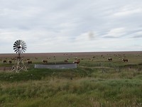Argentijnse beefstukken