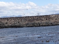 Aalscholvers op de eilenden bij Ushuaia. (geen pinguins)