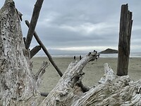 Drijfhout op het strand van Long Beach tussen Ucluelet en Tofino