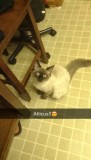 delaneys kat atticus