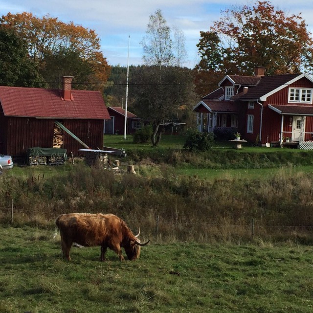 Buffels in Amal