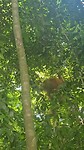 Orange Oetangs in Bukit Lawang