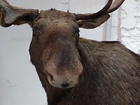 Onze eerste Eland😀