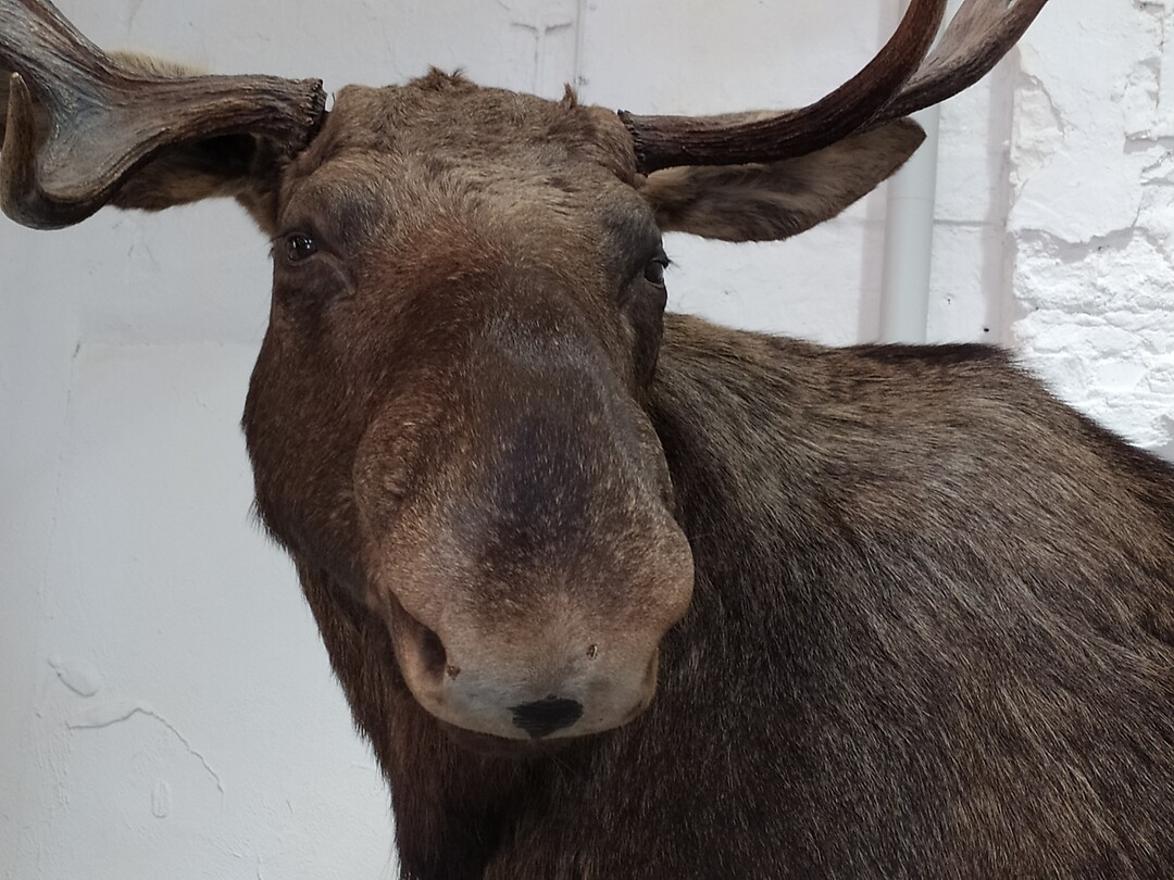 Onze eerste Eland😀