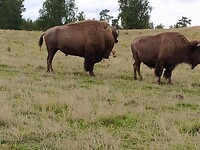 Bizon farm in Hjo