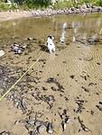 Ging zelf het water in, doet hij normaal nooit