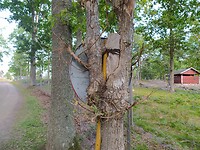Wat was er eerder, de boom of de paal