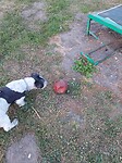 Dag 2 - Mik zoek de bal!!