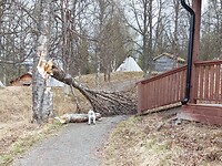 Omgevallen boom in Fatmomakke