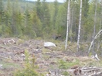 Eland!!