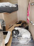 Onze reisgenootjes