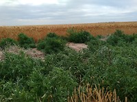IMG_20180617_114925[1]