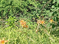 Bloemen in de berm v Vesuvius