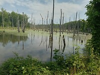 Beaver Dam Creek, moeras net buiten Yorktown
